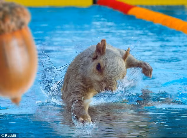 Hình ảnh đầy sáng tạo biến sóc xám trở thành một kình ngư thực thụ với quyết tâm chinh phục đường đua xanh. (Nguồn Dailymail)