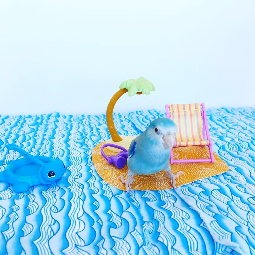 Những cuộc phiêu lưu qua ảnh của Chicken và Stan Lee luôn nhận được sự quan tâm, theo dõi của những fan trung thành. (Nguồn Bored Panda)