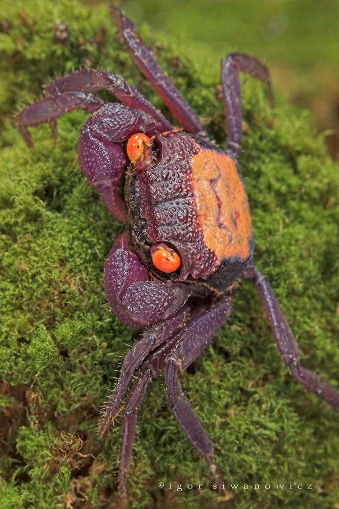 Nếu tính giá từng con, cua ma cà rồng không hề đắt đỏ so với các loài thú cảnh bán cạn. Tuy nhiên để nuôi từ 10 đến 20 con thì thực sự không phải là một số tiền nhỏ.