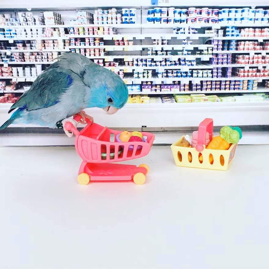 Mặc dù biết những cuộc phiêu lưu của Chicken và Stan Lee hoàn toàn được dàn dựng, các tiểu cảnh cũng là giả nhưng họ vẫn cảm nhận được sự chân thực, sống động. (Nguồn Bored Panda)