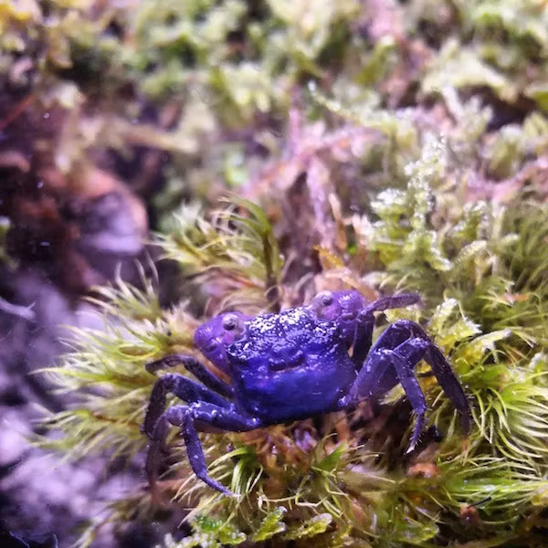 Tuy vậy, cua ma cà rồng vẫn khiến dân chơi Việt phát cuồng vì màu sắc độc đáo và nổi bật của chúng.