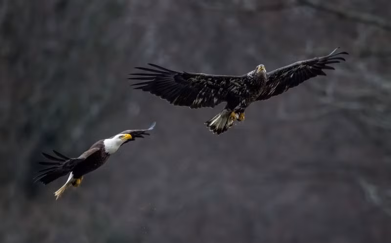 Nhiếp ảnh gia động vật hoang dã chuyên nghiệp Eric Esterle, 39 tuổi đã ghi lại được những hình ảnh vô cùng ấn tượng khi đại bàng hói không chiến kịch liệt để tranh cướp cá ở Columbia, Maryland, Mỹ. (Nguồn Dailymail)