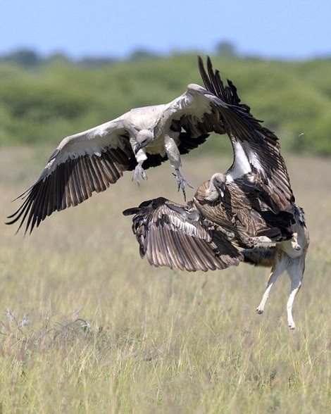 Về phía những con kền kền, chúng được mệnh danh là kẻ cơ hội số một ở châu Phi, khi thấy chó rừng săn được một động vật nhỏ, chúng lao xuống và định dùng số lượng và lợi thế chiến đấu trên không để đánh cướp bữa ăn của chó rừng. (Nguồn Dailymail)