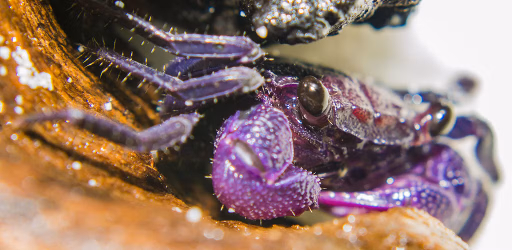 Giá của chúng cũng tùy thuộc vào màu sắc tươi mới hay không, thuộc giới tính nào và kích thước to hay nhỏ.