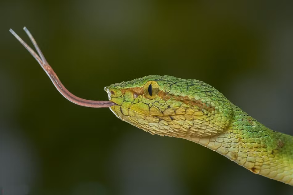 Chính vì thế, vẻ đẹp của loài rắn chính là vẻ đẹp chết chóc. Một con rắn sở hữu màu sắc rực rỡ đồng nghĩa với việc nó sở hữu nọc độc cực mạnh. (Nguồn Sina)