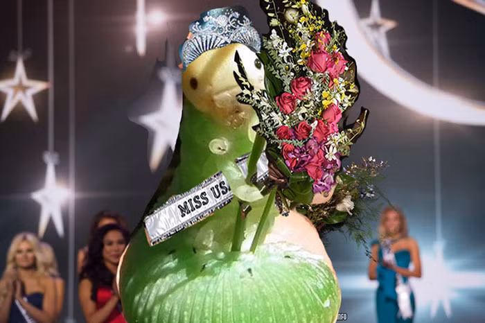 Khi sâu bướm đăng quang ngôi vị hoa hậu Mỹ. (Nguồn Bored Panda) 