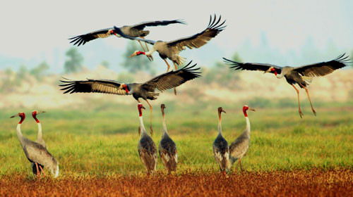 Vườn quốc gia Tràm Chim thuộc tỉnh Đồng Tháp là một khu đất ngập nước, được xếp trong hệ thống rừng đặc dụng của Việt Nam. Đây là nơi cư trú của trên 100 loài động vật có xương sống, 40 loài cá và 147 loài chim nước. Trong đó, có 13 loài chim quý hiếm của thế giới.