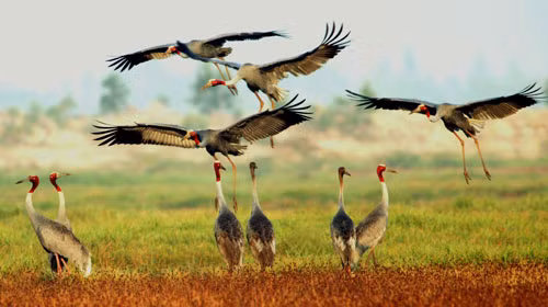 Vườn quốc gia Tràm Chim thuộc tỉnh Đồng Tháp là một khu đất ngập nước, được xếp trong hệ thống rừng đặc dụng của Việt Nam. Đây là nơi cư trú của trên 100 loài động vật có xương sống, 40 loài cá và 147 loài chim nước. Trong đó, có 13 loài chim quý hiếm của thế giới.