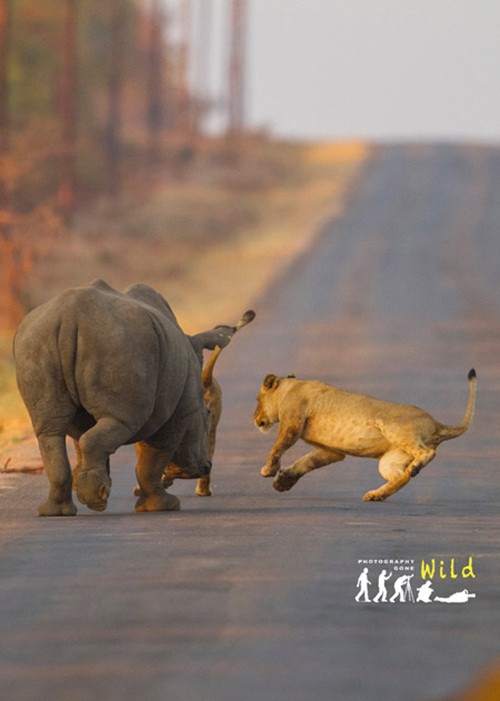 Mặc dù vậy, trước khi rời khỏi, tê giác cái cũng dồn đuổi hai con sư tử trẻ tuổi để khiến chúng biết rằng, tê giác trưởng thành chưa bao giờ dễ bắt nạt. (Nguồn Africa Geographic)