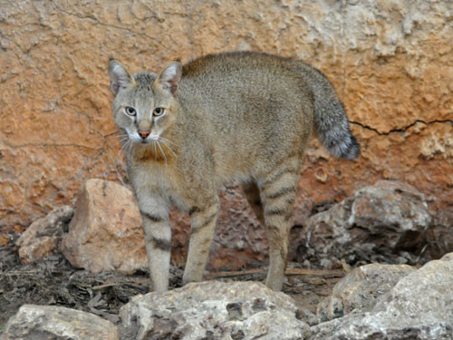 Đặc điểm nhận dạng của mèo ri là bộ lông màu xám tro pha vàng nâu, phần bụng lông sáng hơn và dài hơn. Đặc điểm nổi bật của mèo ri là bộ lông đơn giản, gần như đồng màu hoặc chỉ có đốm mờ ở thân và có lông đen dài ở đỉnh tai.