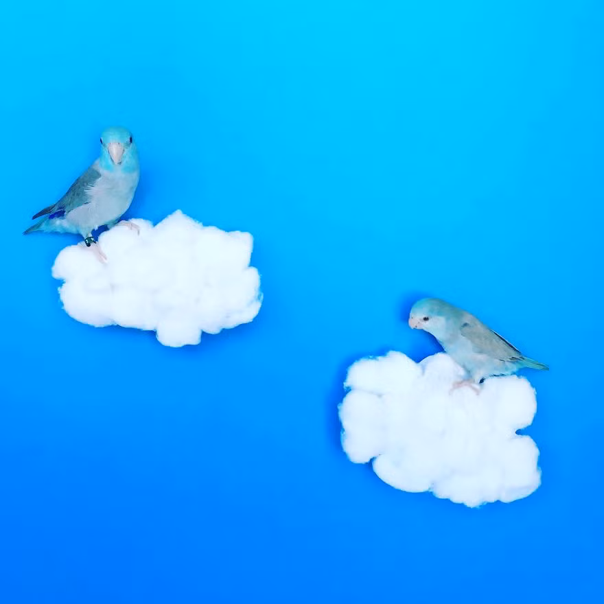 Tuy Chicken và Stan Lee đều là chim trống nhưng chúng thực sự gắn bó, yêu thương nhau như một đôi vẹt thực thụ. (Nguồn Bored Panda)