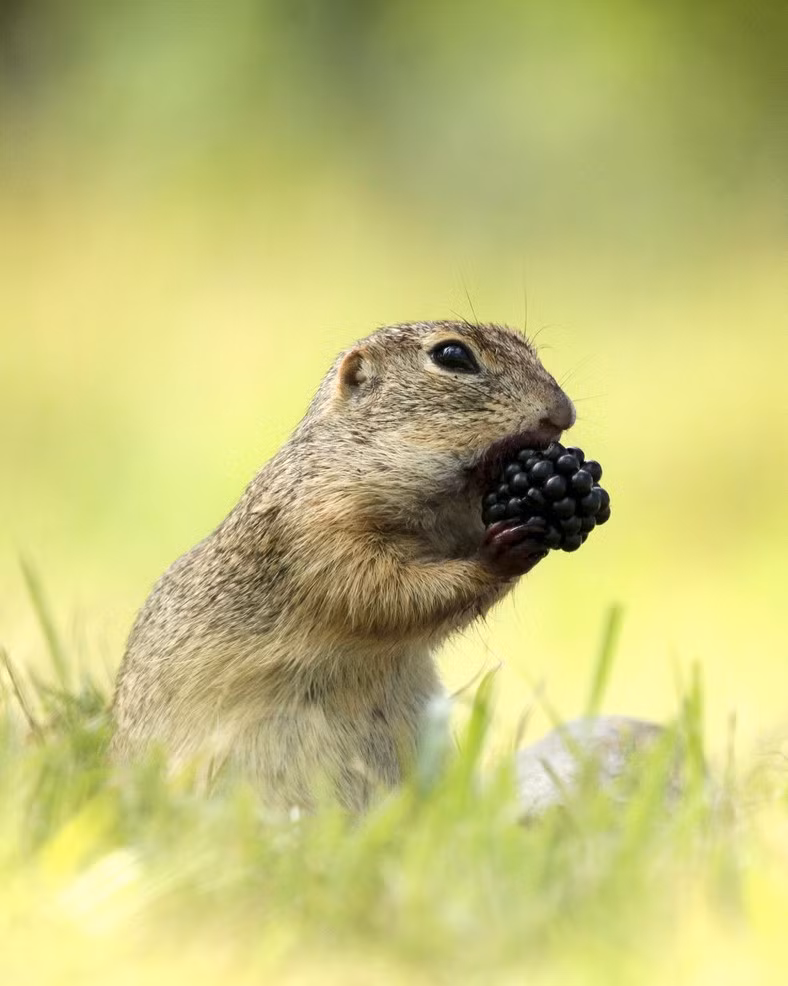 Những con cầy thảo nguyên được coi là một trong những loài động vật tham ăn và ăn tạp. Chúng ăn cả thực vật và động vật và có chế độ dinh dưỡng khá phong phú. (Nguồn Sina)