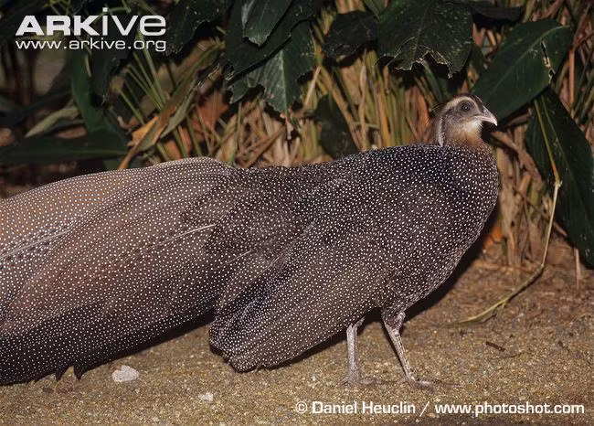 Chim trĩ sao quý hiếm, một trong những loài động vật hoang dã Việt Nam được bảo tồn nghiêm ngặt (Ảnh: Daniel Heuclin)