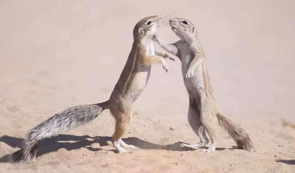 Khi có mâu thuẫn không thể dung hòa, sóc đất sẽ tham gia vào trận tỉ thí "võ nghệ" để quyết định thắng thua. (Nguồn Sina)