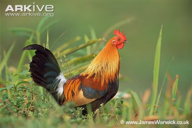 Gà rừng lông đỏ (Ảnh: James Warwick).