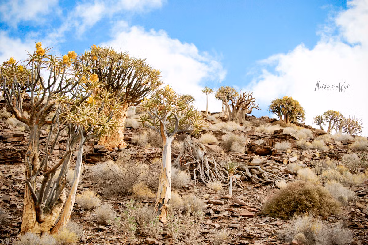 Tác dụng của cây rung động có rất nhiều, những người thổ dân bản địa sử dụng thân cây rung động nhỏ để đựng tên, những cây rung động lớn để trữ thực phẩm và nước uống. Các mô sợi của thân cây có tác dụng làm mát cho phép những người bản xứ lưu trữ thực phẩm dễ hỏng với thời gian dài hơn. (Nguồn Amusing Planet)