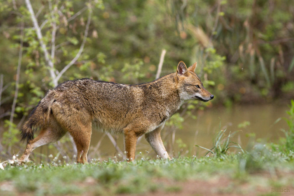 Chó sói rừng hay sói rừng Xiêm, có tên khoa học là Canis aureus cruesemanni, là một phân loài của loài chó rừng lông vàng (Canis aureus) phân bố ở Thái Lan, Miến Điện tới phía Đông Ấn Độ, Việt Nam.