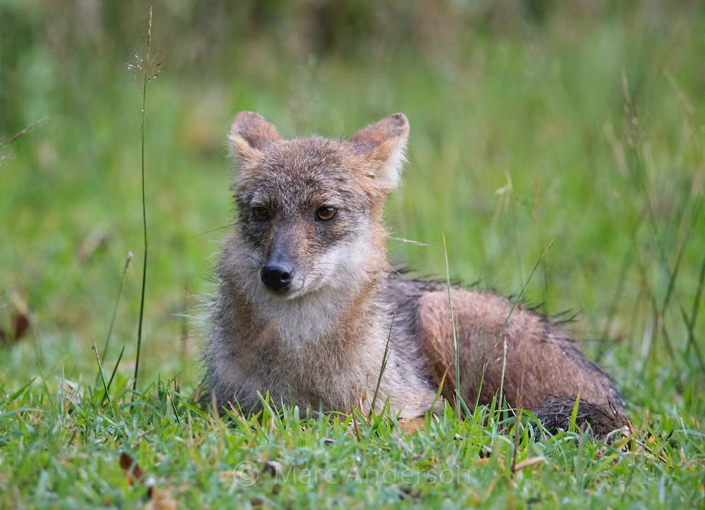 Bởi là loài động vật hoang dã, loài chó sói quý hiếm ở Việt Nam thường sống ở các khu rừng sâu, vùng ven nương rẫy, gần các trang trại hay khu dân cư trong rừng.