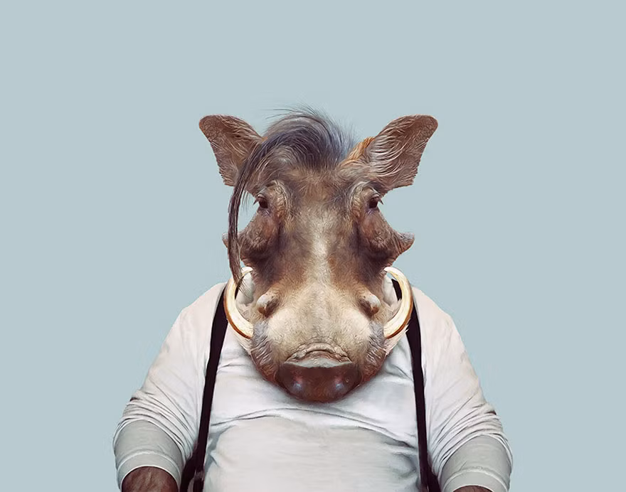 Lợn rừng béo phị ra dáng một ông nông dân thích bia rượu. (Nguồn Bored Panda)