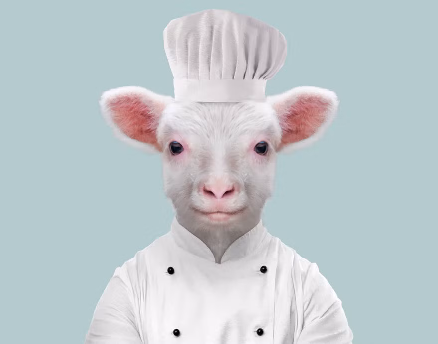 Cừu diện trang phục đầu bếp cực đáng yêu và đáng tin. (Nguồn Bored Panda)