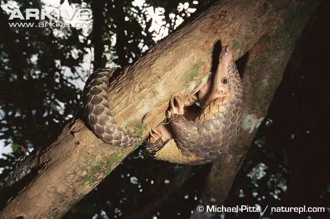 Phần lớn các loài tê tê sinh hoạt vào ban đêm, dùng khứu giác rất thính để tìm côn trùng. Ban ngày thì cuộn tròn như quả bóng để ngủ.