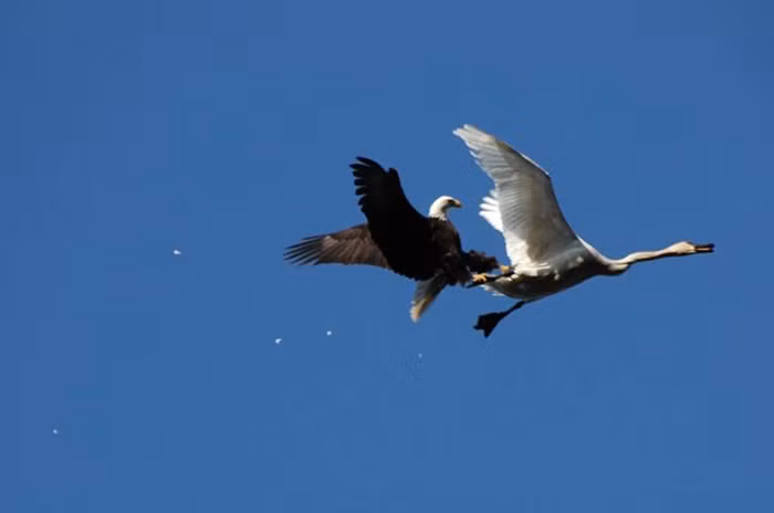 Thậm chí, đại bàng hói còn tấn công và định ăn thịt cả thiên nga khi nó đói bụng và không thể tìm thấy thức ăn.