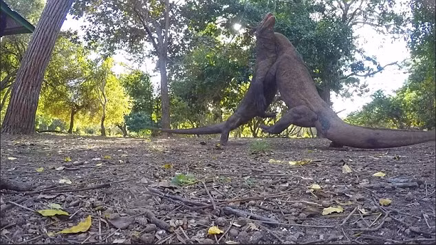 Chúng có hai tuyến nọc độc ở hàm dưới tiết ra nhiều loại protein độc có tác dụng làm tê liệt con mồi. (Nguồn Dailymail)