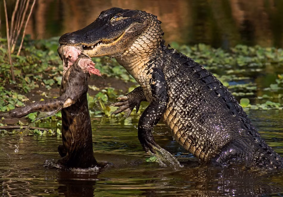 Cảnh tượng một con cá sấu tử thần vặt đầu của một con linh cẩu khiến nhiều người liên tưởng đến cảnh tượng khủng long bạo chúa xé xác con mồi một cách tàn bạo. Ánh mắt đắc thắng kiêu ngạo của con cá sấu khiến người xem sởn tóc gáy. (Nguồn Sina)
