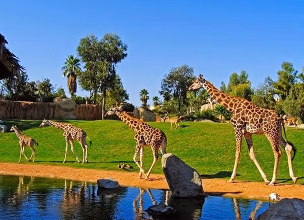 Đến với vườn thú Vinpear, khách tham quan có cơ hội được chiêm ngưỡng 3.000 cá thể động vật hoang dã quý hiếm thuộc 150 chủng loại khác nhau, trong đó có cả hổ Bengal, linh dương Ả rập, vượn cáo trắng đen và 2 cá thể hổ trắng.