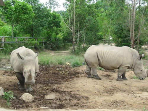 Sắp tới, khu lịch sinh thái Trại Bò sẽ tiếp tục nhập thêm những loài động vật quý hiếm và độc lạ khác về sở thú để tăng số lượng loài trong sở thú lên. Hiện nay, khu du lịch cũng được đầu tư xây dựng hệ thống các nhà nghỉ, nhà hàng, bể bơi, khu vui chơi giải trí cho trẻ em... với quy mô lớn để phục vụ khách tham quan.