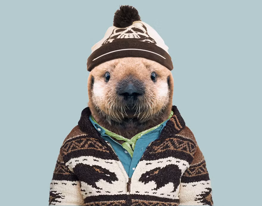 Rái cá làm mới mình bằng chiếc áo khoác len và chiếc mũ in hình nhân vật "Chiến tranh giữa các vì sao". (Nguồn Bored Panda)