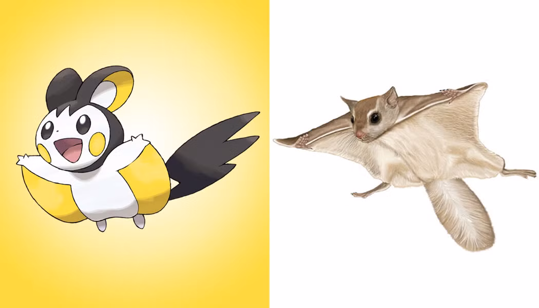 Pokemon Emolga là một Pokemon gặm nhấm, chúng có đôi mắt đen, màng cánh vàng, bụng trắng, lưng đen, Emolga có thể tạo ra điện bằng túi điện nằm trên đôi má và lưu trữ điện bên trong màng của nó. Không một ai có thể phủ nhận rằng Emolga trông giống hệt như sóc bay lùn Nhật Bản, một trong những loài động vật đáng yêu nhất thế giới.