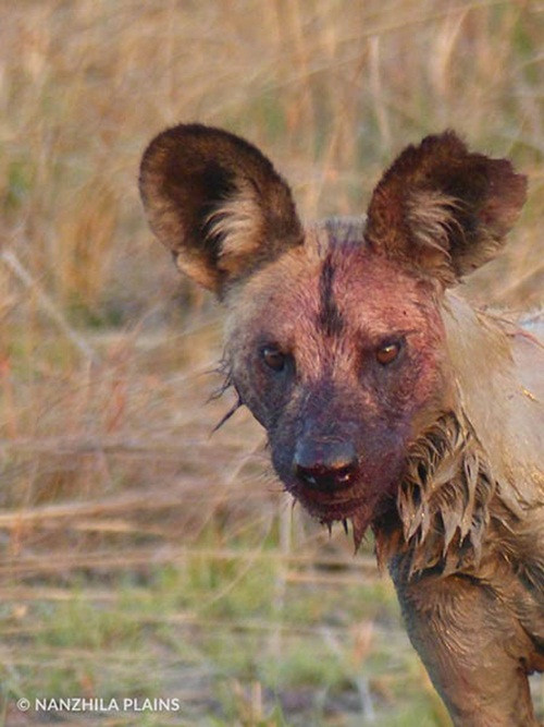 Gương mặt đẫm máu và bùn của con chó hoang châu Phi đói mồi đi săn đơn độc đủ để nói lên cuộc săn giết vất vả và kịch tính như thế nào. Dù mệt mỏi nhưng ánh mắt của kẻ săn mồi vẫn rất tinh tường, không lúc nào quên cảnh giác. (Nguồn Africa Geographic)