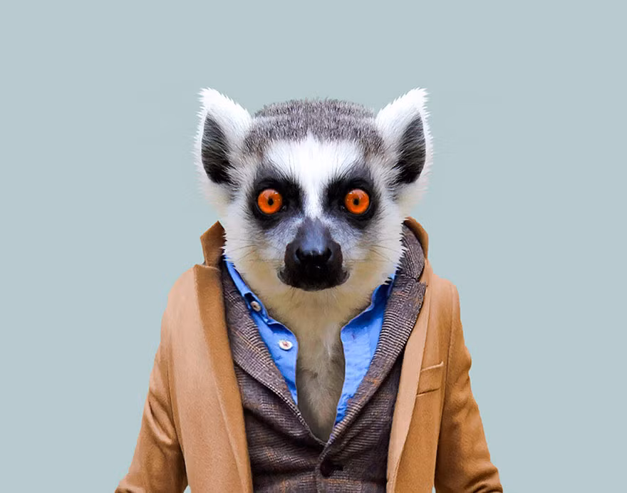 Vượn cáo xứng đáng là "tay chơi" trong thế giới động vật khi khoác lên mình bộ đồ phối theo phong cách layer đầy phóng khoáng. (Nguồn Bored Panda)