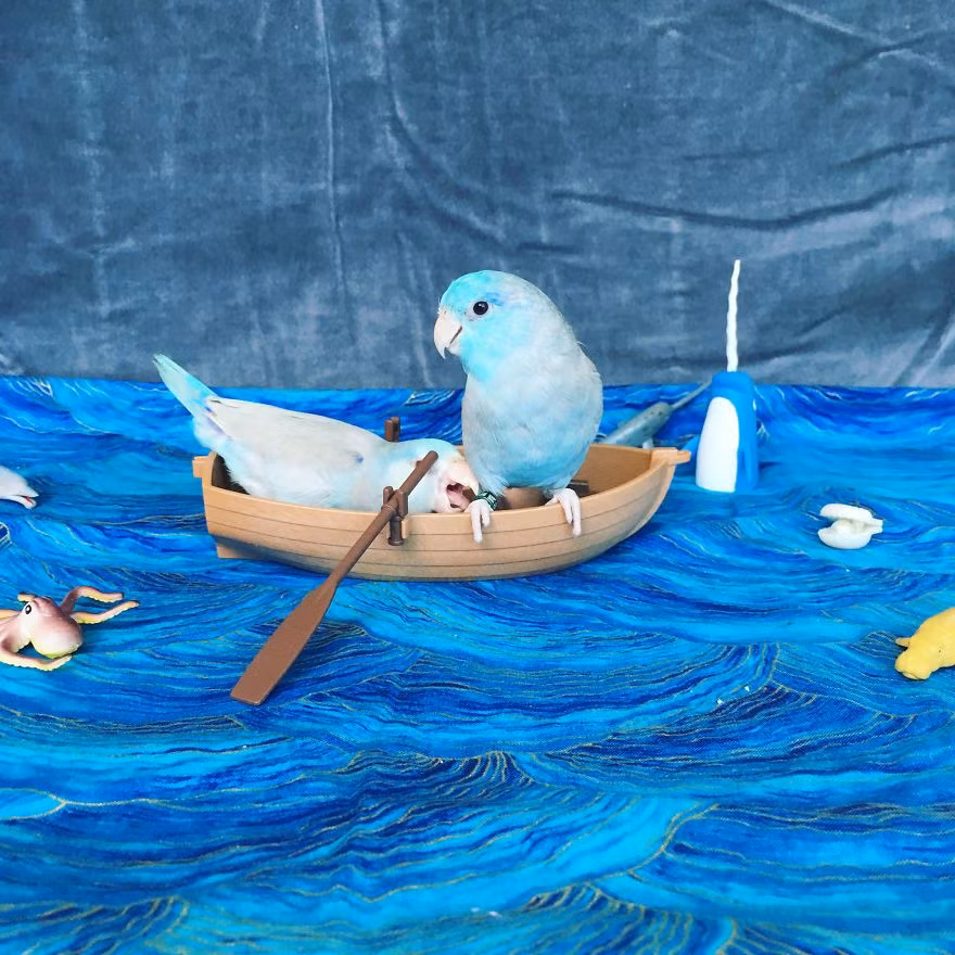 India Spence, chủ nhân của hai chú vẹt đáng yêu Chicken và Stan Lee rất yêu nghệ thuật và động vật, thích lạc đà không bướu và đặc biệt là chim chóc. (Nguồn Bored Panda)