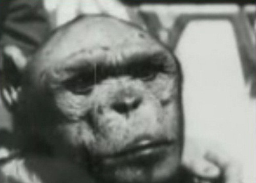 Oliver có một cái đầu nhẵn, hộp sọ nhỏ và trán dô trong khi những đầu tinh tinh khác thường rậm rạp lông tóc, sọ to và trán phẳng hơn nhiều. Hàm dưới của Oliver không ngoác rộng và trề xuống, khi ngáp trông rất giống người, tai nhọn và có cả tàn nhang. Đặc biệt, Oliver không hề có mùi hôi đặc trưng của loài thú rừng.