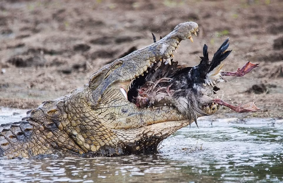Không tha bất cứ một sinh vật sống nào dám bén mảng đến lãnh địa của mình. Mặc dù con ngỗng rất nhiều lông khó nuốt nhưng cá sấu vẫn không ngần ngại nhai nát con mồi và nuốt chửng cả xương, da, lông, không chừa ra một mẩu thịt thừa. (Nguồn Sina)