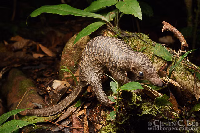 Khi mới sinh ra, vảy tê tê mềm nhưng rồi cứng dần với thời gian. Chúng còn tự vệ bằng cách xịt dung dịch axit hôi từ tuyến gần hậu môn. Tê tê có móng dài và cứng, móng hai chân trước được dùng để phá tổ côn trùng tìm thức ăn. Vì móng dài nên chúng không đi bằng cách đạp chân xuống đất mà ngược lại, tê tê di chuyển bằng cách co hai chân trước lại và giẫm lên mu bàn chân.