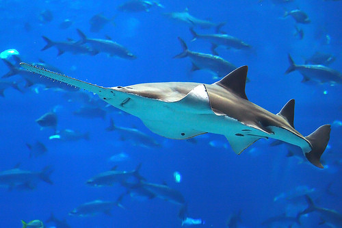 Hiện cá đao răng nhỏ cũng đã được đưa vào sách Đỏ Việt nam, cấm mọi hành động đánh bắt, buôn bán. 