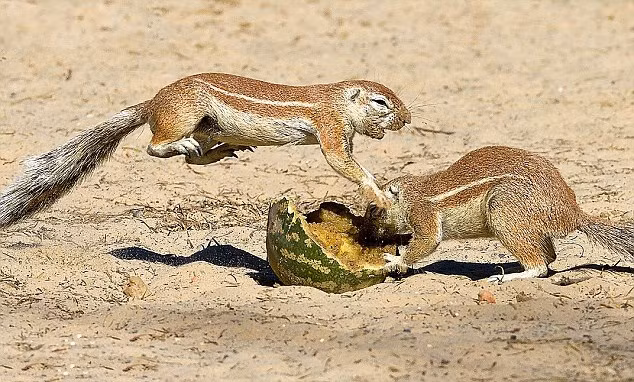 Trước đó, nhiếp ảnh gia Francois Loubser cũng ghi lại được những hình ảnh gay cấn về màn kungfu sóc đất khi chúng chiến đấu để giành giật một chiếc vỏ quả dưa hấu ở Kgalagadi, Nam Phi. (Nguồn Sina)