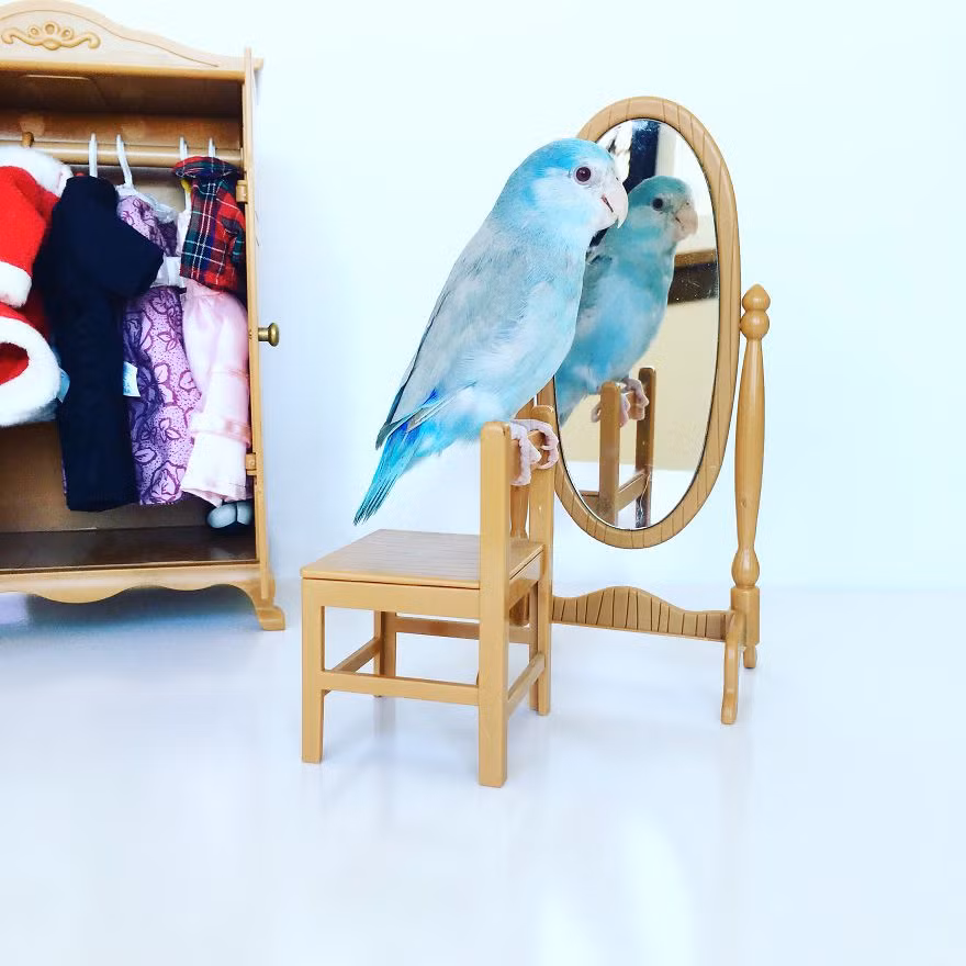 India Spence cho biết, mẹ của cô cũng tham gia vào việc dàn dựng những tiểu cảnh này. Thậm chí, bà còn là người thu thập những vật dụng nhỏ xinh, giúp India hoàn thành những bức ảnh. (Nguồn Bored Panda)