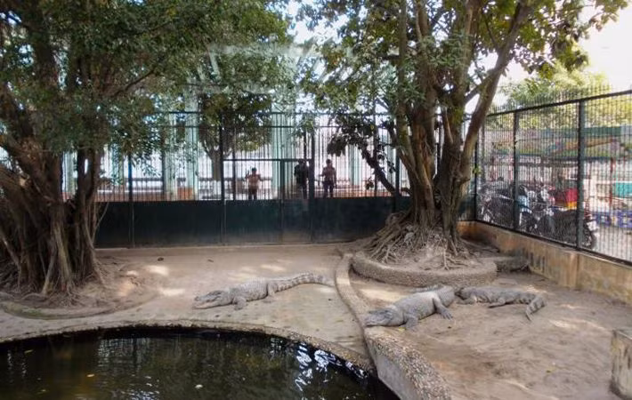 Nằm trên dải đất gần hồ nước là khu bò sát với những hang hốc thích hợp với đời sống của các loài như rắn, trăn, và cá sấu. Khu chim chóc chạy dọc theo lối vào đền Voi Phục là nơi cư ngụ của các loài chim công, cò, hạc, sếu, vẹt, trĩ... Vườn thú Thủ Lệ cũng là ngôi nhà của nhiều mãnh thú khác nhau như hổ, sư tử, gấu, hà mã, voi... những loài động vật hoang dã rất được trẻ nhỏ yêu thích.