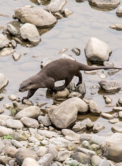 Thú vị hơn, con rái cá chạy thành hình vòng tròn, khiến cá sấu vô cùng lúng túng và bị động khi đuổi theo. Đồng thời cá sấu cũng lo sợ chiếc đuôi của mình bị tấn công lần nữa. (Nguồn Sina)