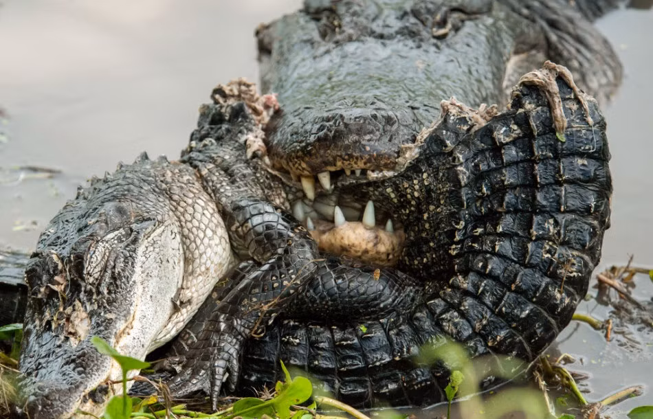 Không chỉ tàn bạo, cá sấu khổng lồ còn nổi tiếng là loài động vật máu lạnh. Khi đói bụng, nó sẽ tấn công đồng loại nhỏ hơn ngay cạnh mình. Sẵn sàng ăn thịt đồng loại để sinh tồn. (Nguồn Sina)