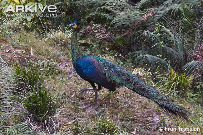 Công lục Java trống với bộ lông tuyệt đẹp (Ảnh: Fran Trabalon).