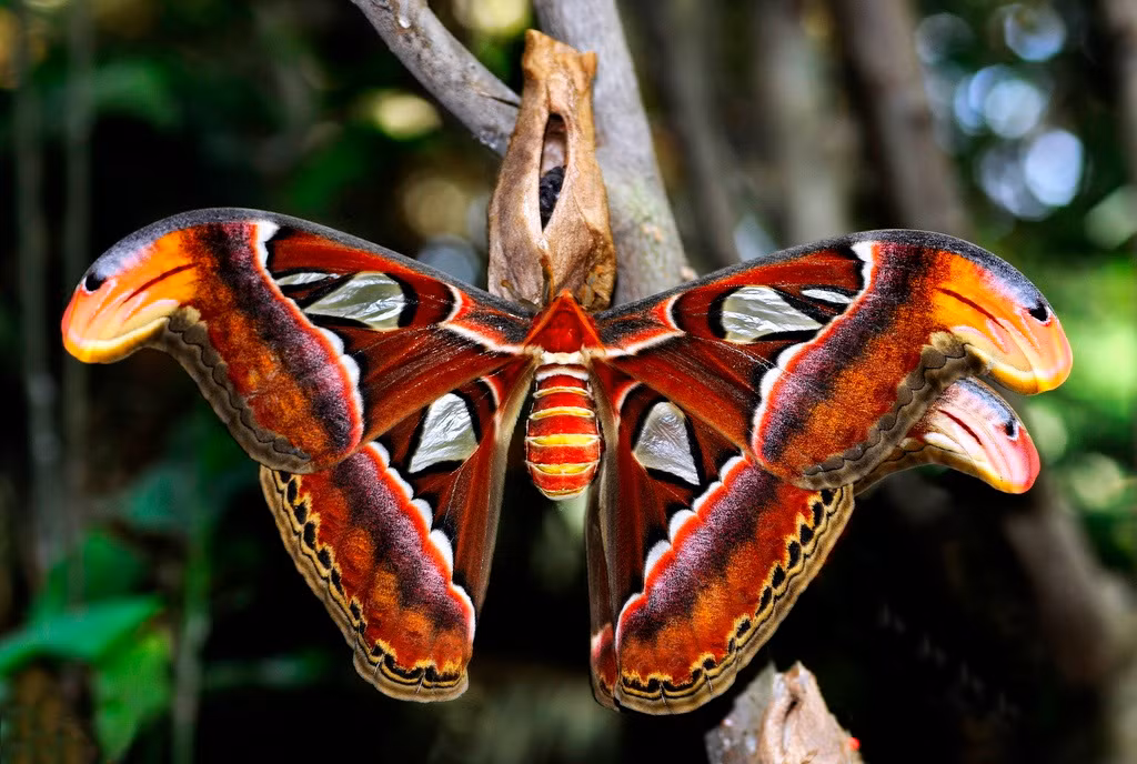 Trong số ba loài bướm có tên trong sách đỏ Việt Nam, loài bướm đêm Atlas hay còn gọi là bướm khế, bướm bà là loài bướm nổi bật nhất bởi kích thước khổng lồ và màu sắc sặc sỡ của mình. Đây cũng là loài bướm to nhất Việt Nam đồng thời là loài bướm đêm lớn nhất trên thế giới.