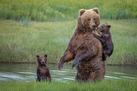 Sang đến bờ bên kia, gấu mẹ vẫn dịu dàng trấn an con mình, giúp gấu con bớt sợ nước và trở nên mạnh mẽ hơn.