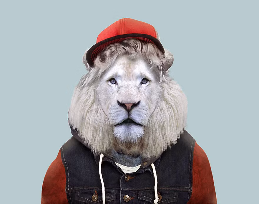 Sư tử trắng điển trai trong set đồ trẻ trung, khỏe mạnh. (Nguồn Bored Panda)