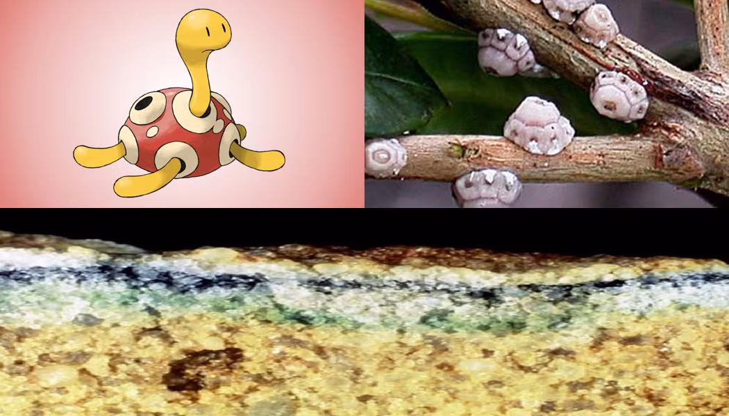 Shuckle là một Pokemon tương tự như một con rùa nhỏ. Cơ thể của nó được bọc trong một lớp vỏ màu đỏ rất cứng có nhiều lỗ. Thay vì chủ động săn bắt và tìm kiếm thức ăn giống như hầu hết các Pokemon, Shuckle thu thập các loại quả và lưu trữ chúng trong vỏ của nó. Ngoại hình của Shuckle có nhiều nét tương đồng giống như loài rệp vảy Scale Insect, một trong những loài rệp vảy đáng ghét, gây nhiều tổn thương cho những vật thể mà nó bám vào.