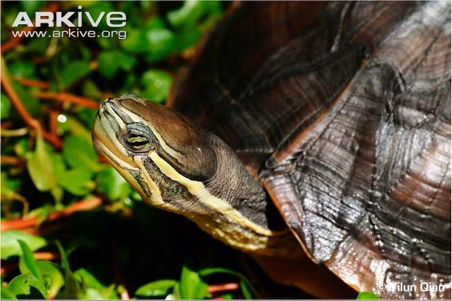 Rùa lá Geoemyda spengleri (Ảnh: Yilun Quiao)
